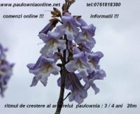 lemn de foc de paulownia 19175